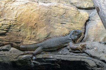 BAKU, AZERBAIJAN. An iguana rests on a tree branch.