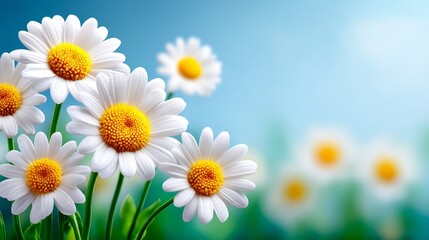 Obraz premium White daisy flowers bloom beautifully in a sunlit meadow grass, capturing the essence of spring and summer nature.