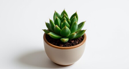 Green Succulent Plant in Beige Pot with Soil on White Background for Nature and Decor Use