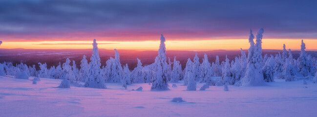 Lapland, Finland. Winter landscape during sunset. North. Trees covered with snow. Winter wonderland. Panoramic landscape. Photo for background, wallpaper, postcards.