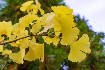 Yellow and gold leaves of Ginkgo tree (Ginkgo biloba), known as ginkgo or gingko against background of blurry foliage. Close-up of golden foliage