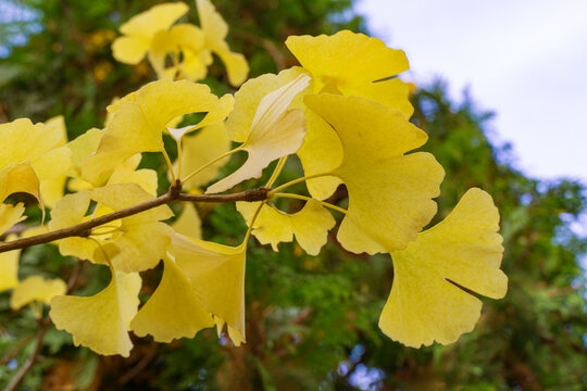 Yellow and gold leaves of Ginkgo tree (Ginkgo biloba), known as ginkgo or gingko against background of blurry foliage. Close-up of golden foliage