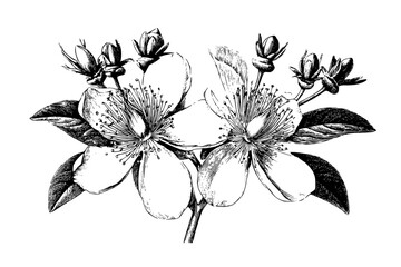 Blossoming Delight: St John's Wort Bouquet | Clean, isolated vector art for creative projects.