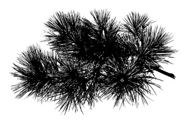 Evergreen Elegance: Detailed Spruce Needles Bouquet | Clean, isolated vector art for creative projects.