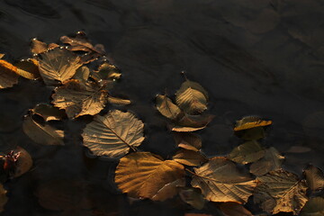 foglie morte nell'acqua