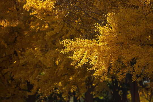Beijing Autumn with vibrant golden Ginkgo tree - Powered by Adobe