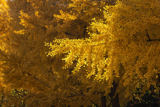 Beijing Autumn with vibrant golden Ginkgo tree