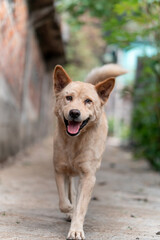 Fototapeta premium A portrait of a friendly, happy brown dog walking towards the camera. The dog is panting with its mouth open, set against a blurred alley background. 