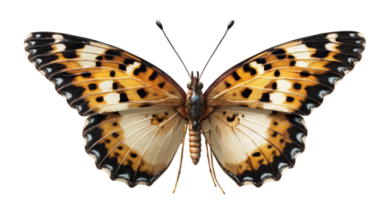 Intricate butterfly with detailed wings against a white background
