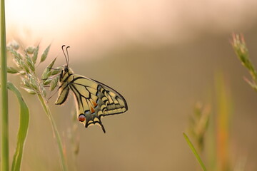 una farfalla macaone al tramonto © Simona