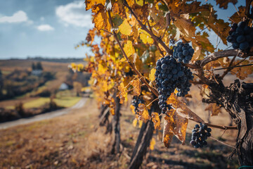 Fototapeta premium Bunches of black grapes on branches in a vineyard, autumn landscape and background