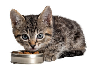 Little cat isolated, young kitten eating canned cat food, adorable kitten close-up portrait, isolated on a transparent background, professional pet photography, pet food advertising concept