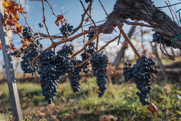 Fototapeta premium Bunches of black grapes on branches in a vineyard, autumn landscape and background