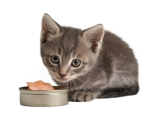 Little cat isolated, young kitten eating canned cat food, adorable kitten close-up portrait, isolated on a transparent background, professional pet photography, pet food advertising concept