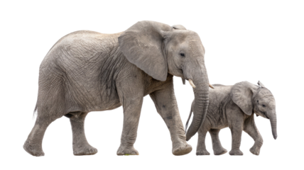 The magnificent African elephant mother and baby are walking through the wildlife of Kenya with their huge ears and impressive tusks