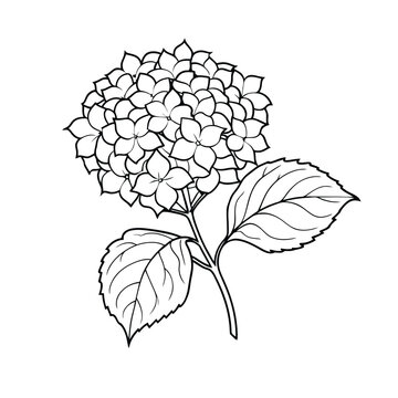 Black and white line art of hydrangea flower with detailed leaves perfect for botanical illustration and floral design