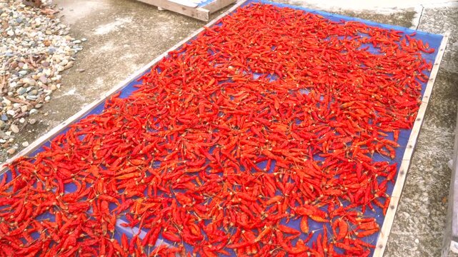 Rows of red chili peppers drying under sunlight in Southeast Asia on open outdoor table