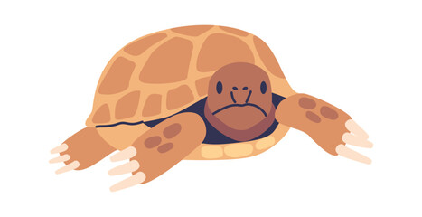 Turtle domestic pet exotic animal