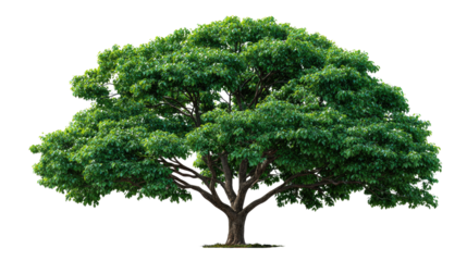 Giant Tree: A lush, towering tree, its vast crown of vibrant green leaves reaching towards the sky, embodies strength, resilience, and the beauty of nature.