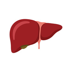 Human liver organ anatomy flat vector illustration. essential medical healthcare digestive system icon