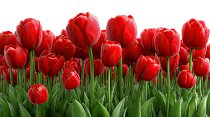 Crimson Tulips in Bloom: A vibrant display of scarlet tulips, standing tall with their lush green stems and leaves. A celebration of spring's arrival and the beauty of nature's design.