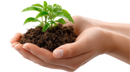 Caring for a new beginning: Delicate hands cradle fertile soil, nurturing a vibrant young plant, symbolizing growth, care, and the promise of life. 