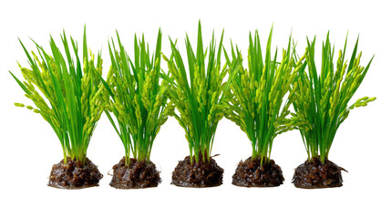 Green Rice Plants: A vibrant display of rice plants in various stages of growth, capturing the essence of agricultural prosperity and the beauty of natural abundance.