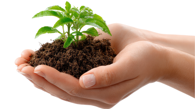 Caring for a new beginning: Delicate hands cradle fertile soil, nurturing a vibrant young plant, symbolizing growth, care, and the promise of life. 