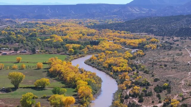 Golden cottonwoods along Rio Chama in Abiquiu, New Mexico during fall