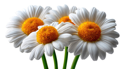 Fototapeta premium Daisy's floral symphony: Delicate daisies with pristine white petals and golden centers bloom, creating a serene floral harmony.