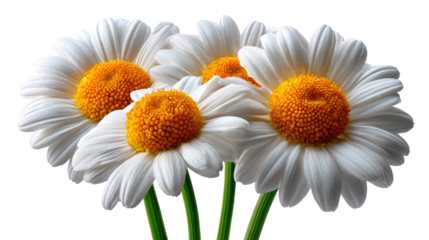 Daisy's floral symphony: Delicate daisies with pristine white petals and golden centers bloom, creating a serene floral harmony.