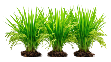 Vibrant Rice Plants: A collection of lush, green rice plants thrives, showcasing the beauty and abundance of a staple crop.