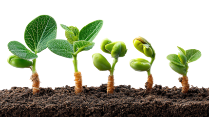 Growth Stages: An inspiring visual representation of growth, showcasing five young plants sprouting from the earth, each at a different stage of development, symbolizing potential, progress.