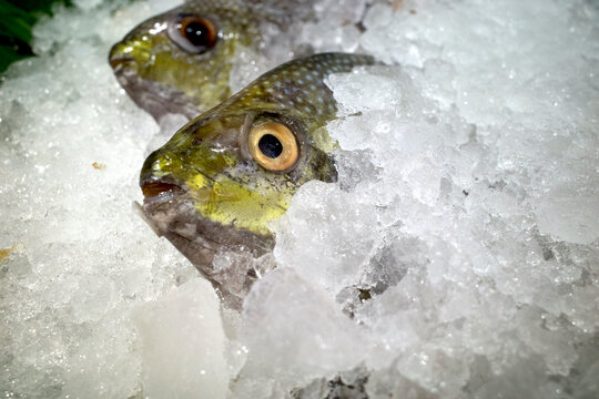 Baronang, rabbitfish or spinefoot fish head (Siganus sp.) on ice in the supermarket