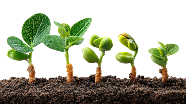 Growth Stages: An inspiring visual representation of growth, showcasing five young plants sprouting from the earth, each at a different stage of development, symbolizing potential, progress.