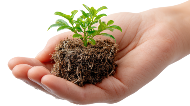 Nurturing Nature's Promise: A tender hand cradles a young seedling, symbolizing growth, care, and the precious bond between humanity and the environment.