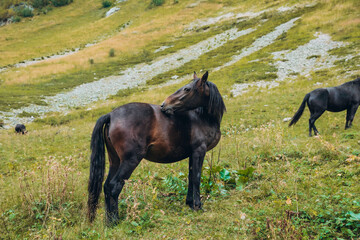 Many horses in the mountains near the river, many horses grazing, autumn colors, space for text
