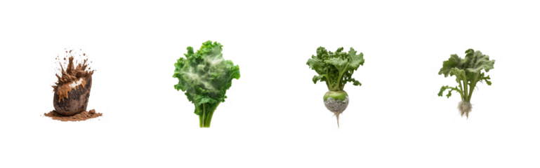 Growth stages of leafy greens on black background