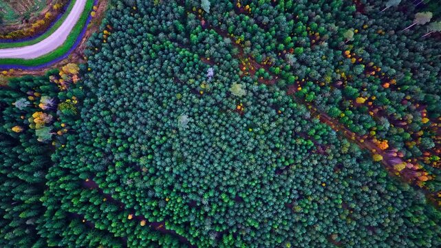 Top-down aerial of autumn forest and logged land with winding, dirt road