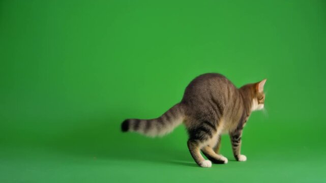 Playful Kitten Jumping and Pouncing on Green Screen Background
