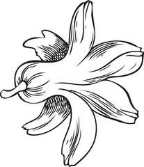 Hyacinth flower bud engraved sketch, hand drawn spring blossom plant, blooming herb ink style, botanical vector design