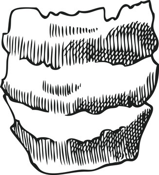 Fototapeta Hyacinth flower bulb neck engraved sketch vector icon, hand drawn spring plant shell, bulb peel, husk, botanical design