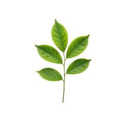 A Vibrant Green Branch With Five Leaves Isolated On A Transparent Background Showcasing Natural Growth And Freshness