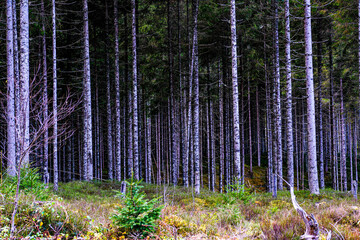 The Blausee area near Neukirchen am Grossvenediger in Austria