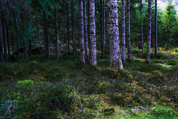 The Blausee area near Neukirchen am Grossvenediger in Austria