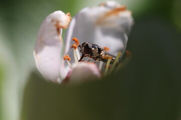 Mactrophotographie