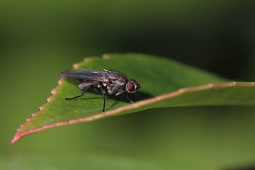 Fototapeta premium animaux de la ferme