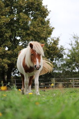 poney © Clarisse