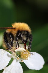 abeilles bourdons