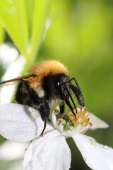 abeilles bourdons